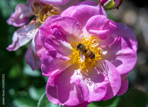 Close-up of Honey Bee Collecting Pollen on Pink Rose