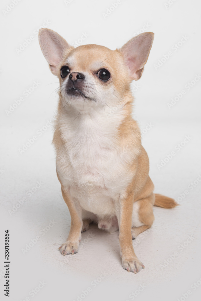 cute dog chihuahua cobby on white background