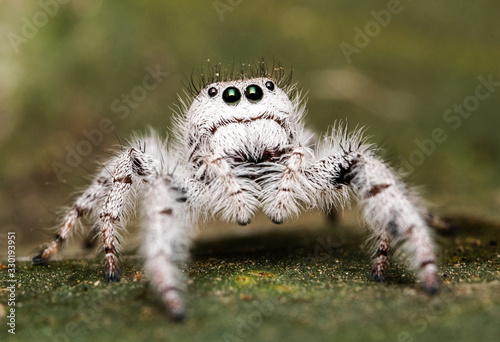 White jumping spider over a leaf