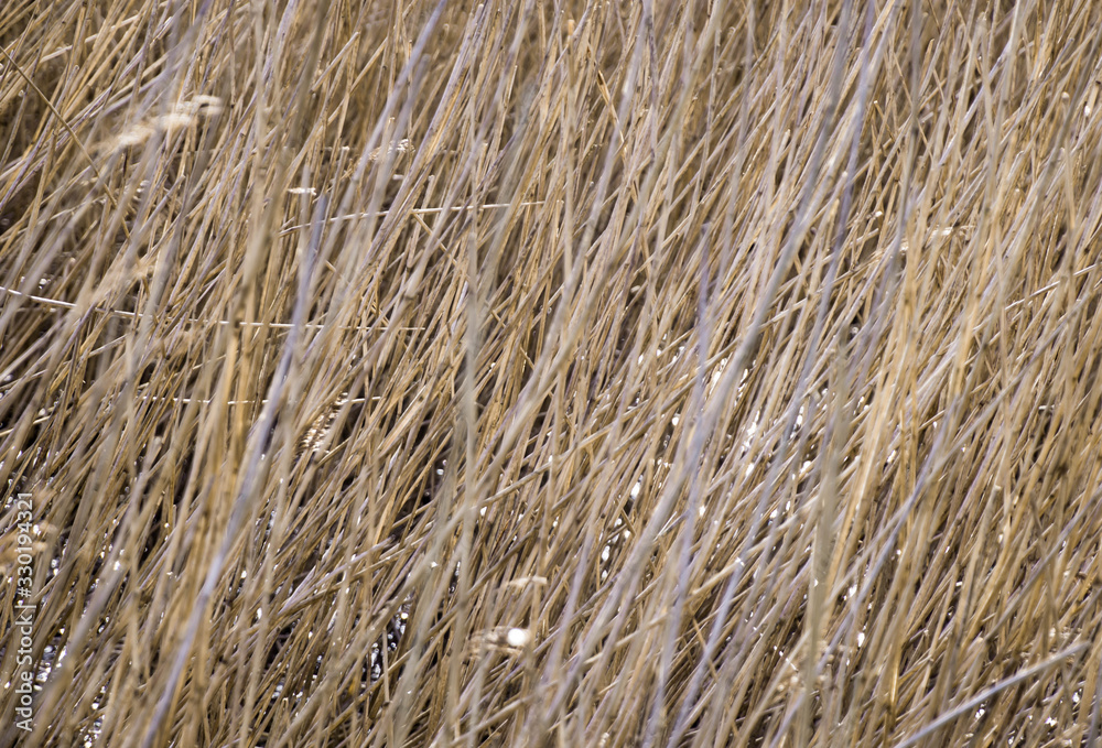 Dry grass background Dry grass background