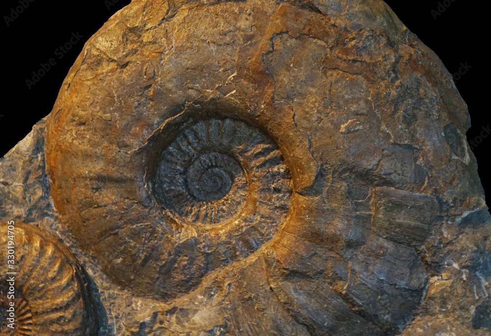 Steinschnecke Steinschnecke