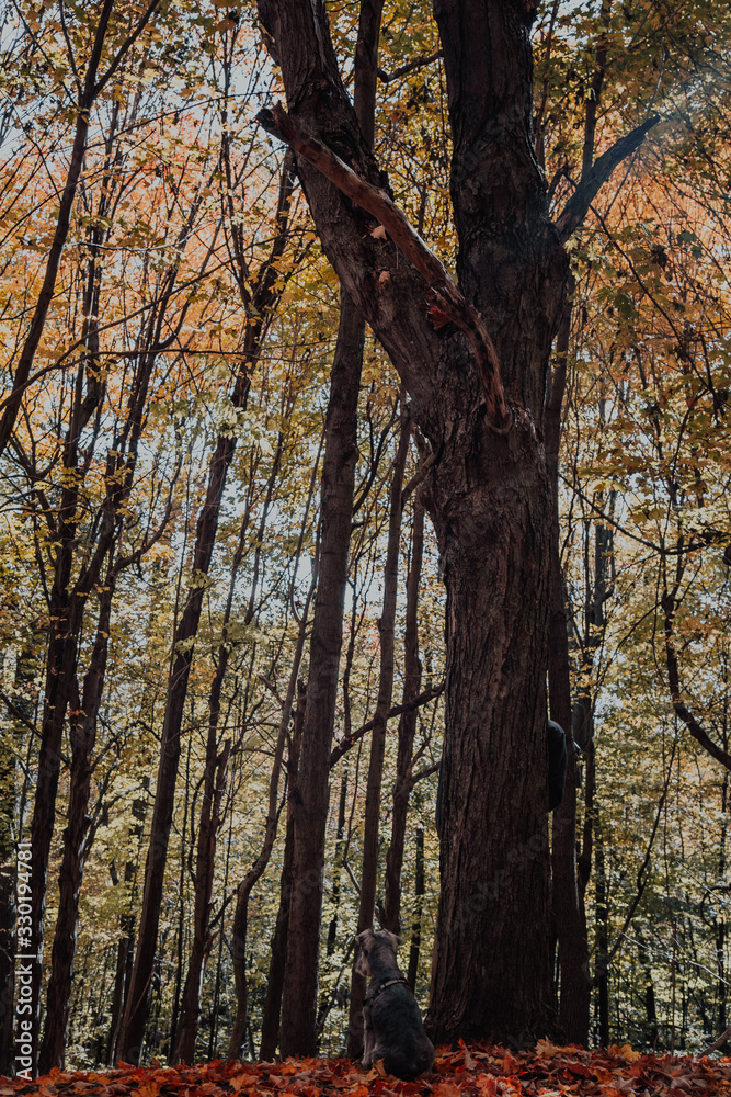 Fototapeta premium trees in the forest