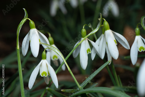 Snowdrops growing in early spring