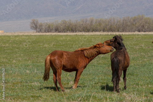 A pair of horses close-up on a green meadow. Development of a relationship.