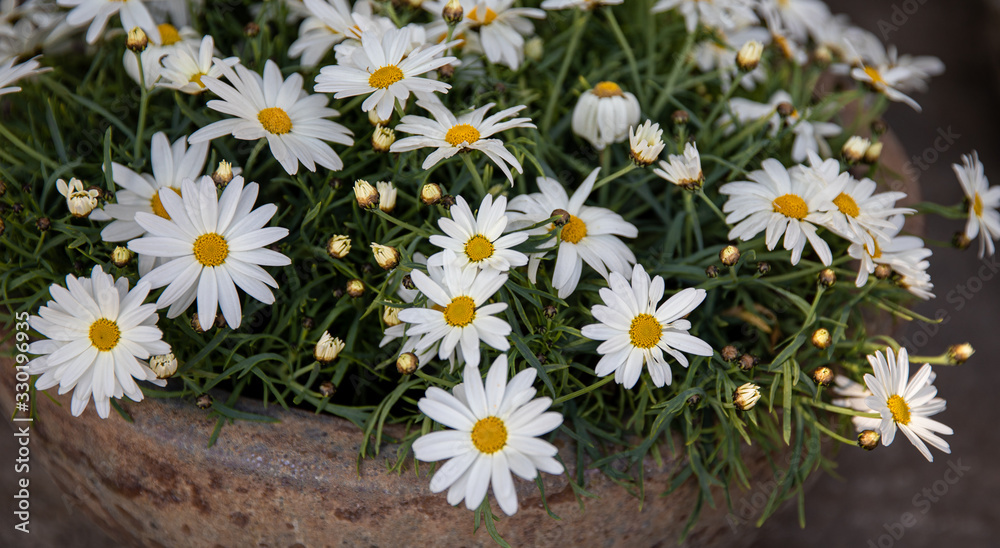 Obraz premium Beautiful bright bouquet of chrysanthemum daisies flowers in a ceramic pot at the garden shop in spring, view from above.