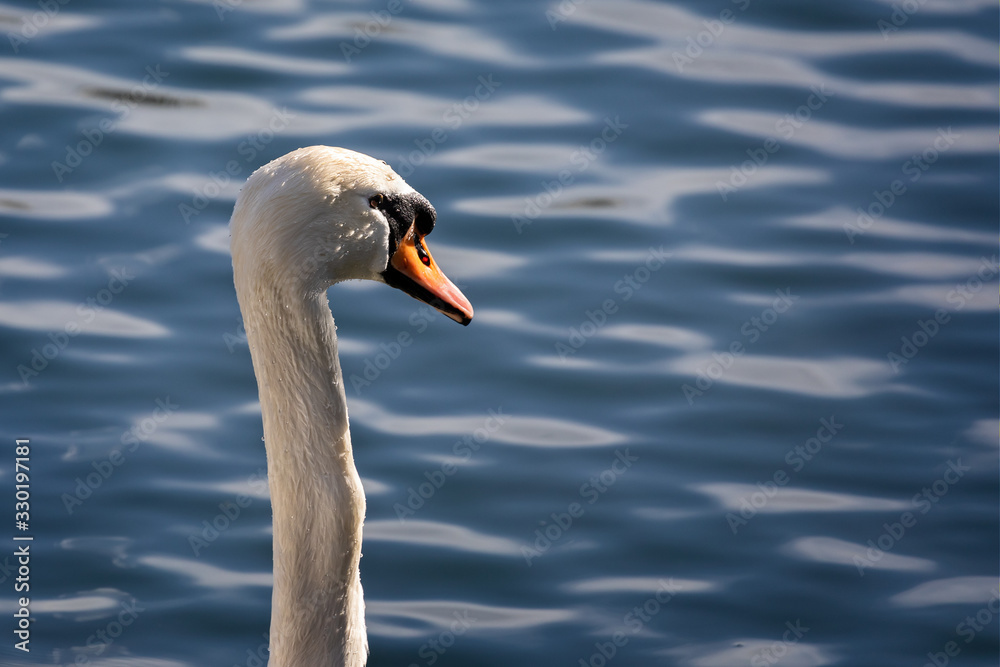 Fototapeta premium Close up of Mute Swan's head and neck against lake background
