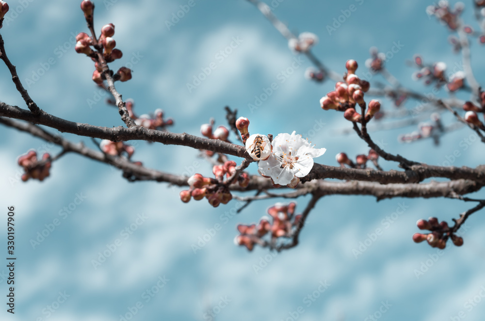 Honey bee pollinating flowers in sunny spring day Honey bee pollinating flowers in sunny spring day