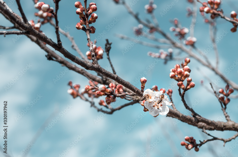 Honey bee pollinating flowers in sunny spring day Honey bee pollinating flowers in sunny spring day