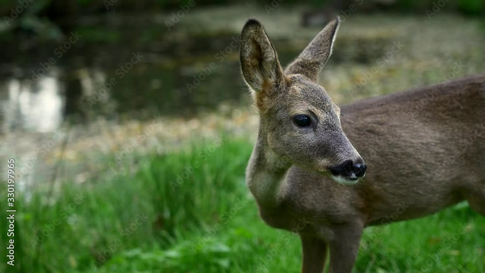 Roe deer (Capreolus capreolus) in wildlife sanctuary Roe deer (Capreolus capreolus) in wildlife sanctuary