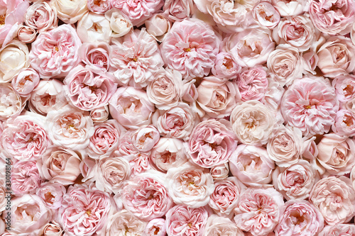 Fototapeta Naklejka Na Ścianę i Meble -  Delicate blossoming roses, blooming flowers festive background, pastel and soft bouquet floral card, toned