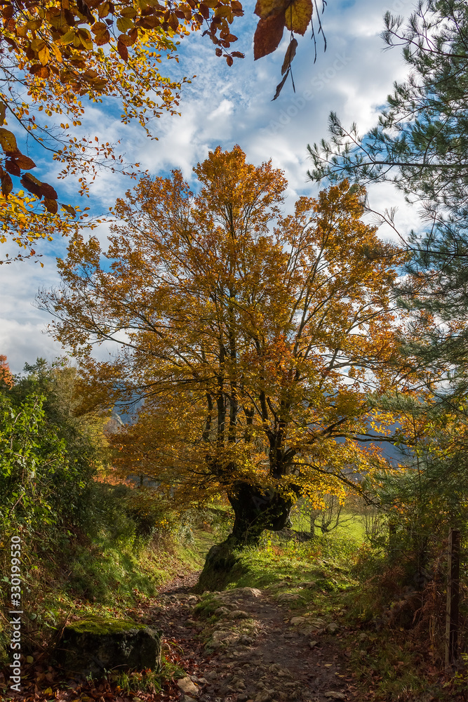 Colour in the path, in Aranzazu, Basque Country