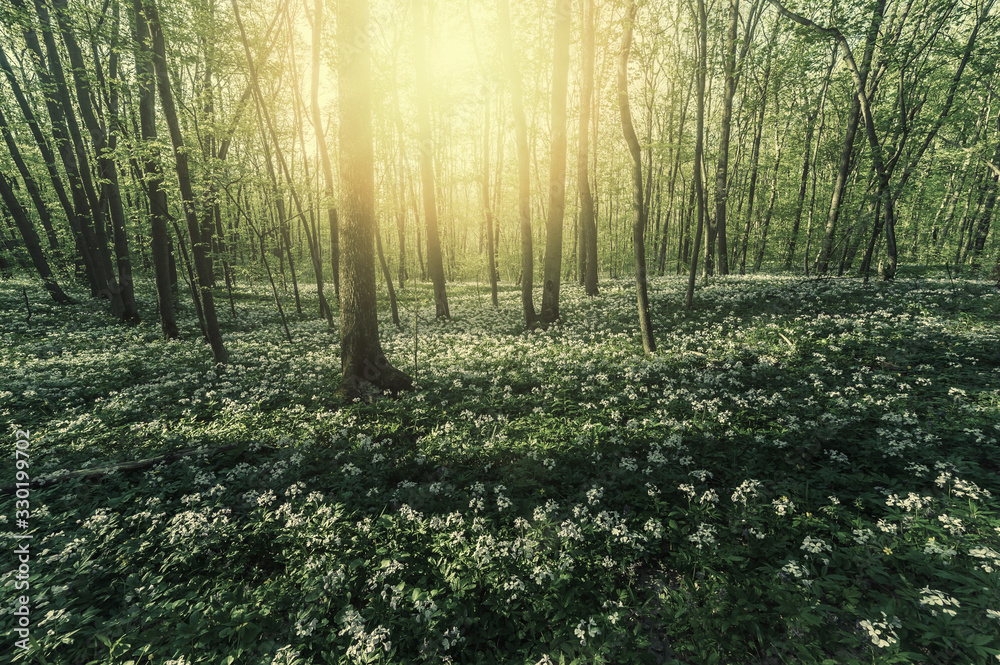 Obraz premium Spring sunny landscape with flowers