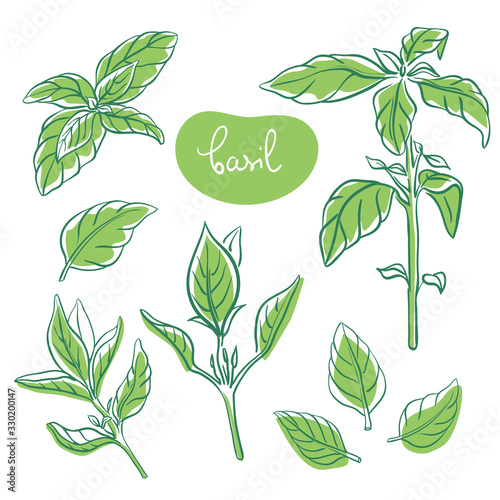 Basil sprigs and leaves/ Hand drawn culinary herbs and spices/ Basil parts colorful sketch collection/ Vector illustration