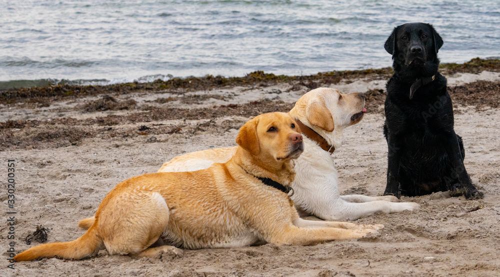 dog on the beach dog on the beach
