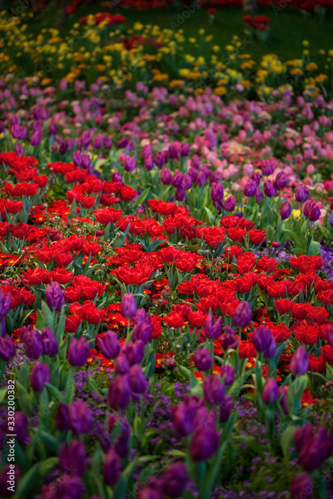 Colorful Tulips, Hyacinthus, Narcissus Flowerbeds 
