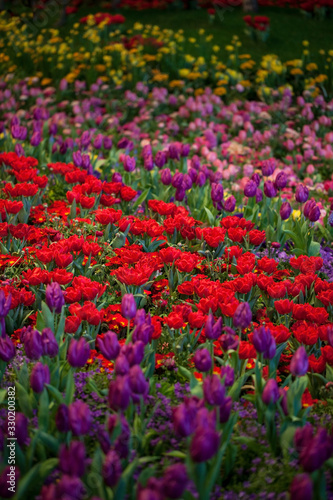 Colorful Tulips, Hyacinthus, Narcissus Flowerbeds  © jbphotographylt