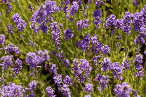 Bee on Lavendar