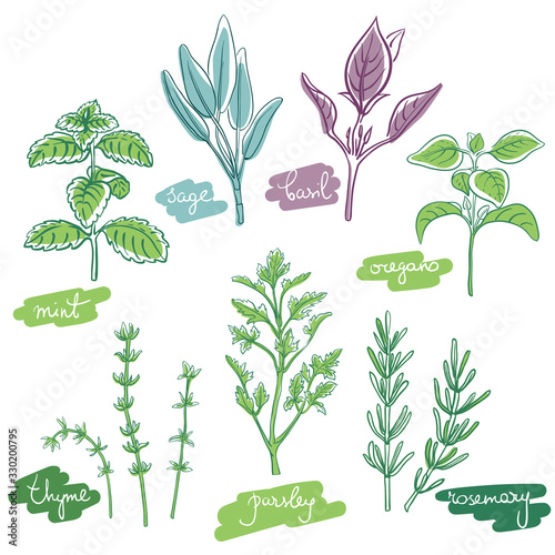 Herbs and spices set/ Thyme, oregano, rosemary, basil, sage, parsley, mint sketches/ Hand drawn colorful herbs and spices isolated on white background/ Vector illustration 