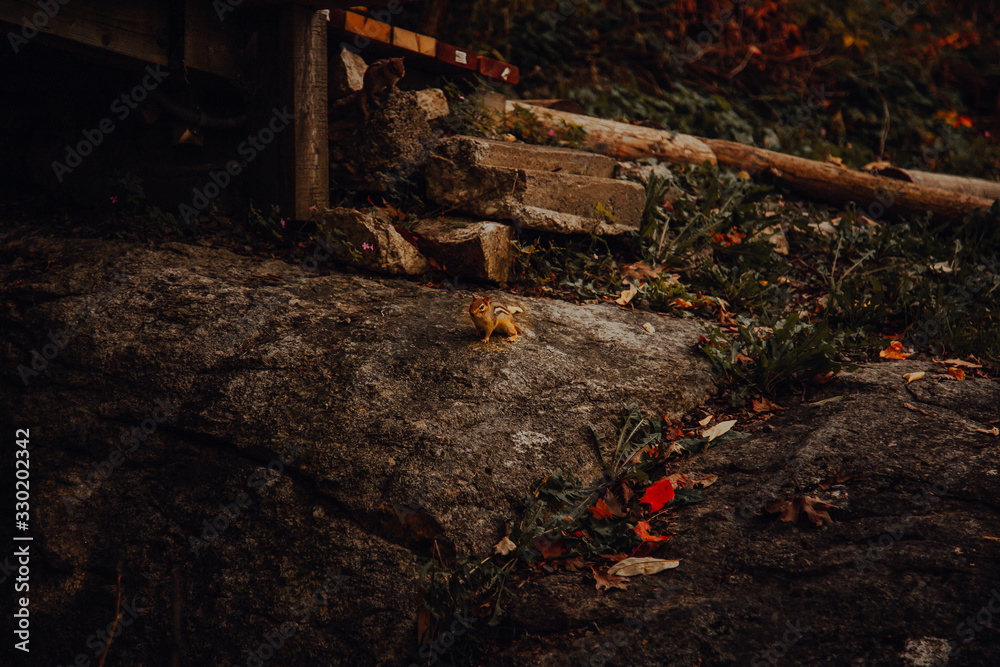 Fototapeta premium animal forest