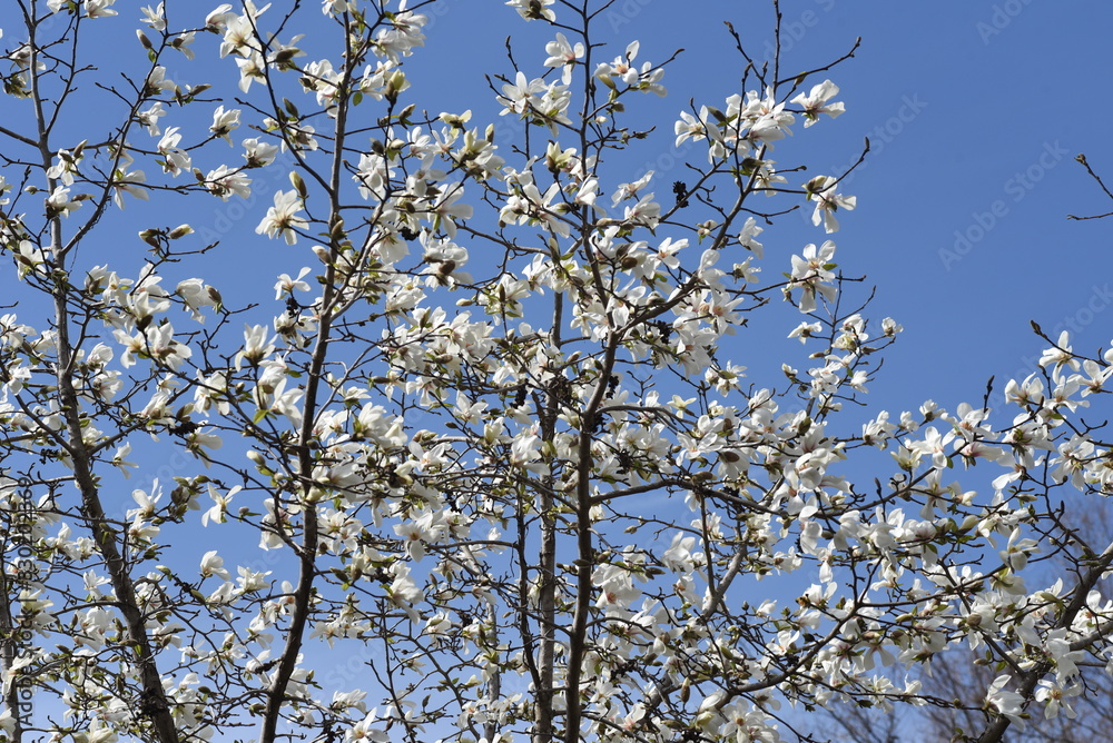 Magnolia kobus blossoms / magnolia kobus blooms white flowers in early spring. The buds are used for crude drugs, and the fruits are used for fruit wine. Magnolia kobus blossoms / magnolia kobus blooms white flowers in early spring. The buds are used for crude drugs, and the fruits are used for fruit wine.