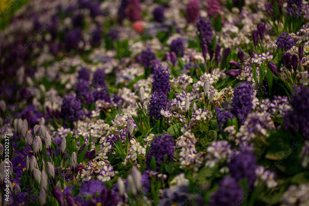 Obraz premium Beautiful background of blooming crocus,bluebells and primula flower bed