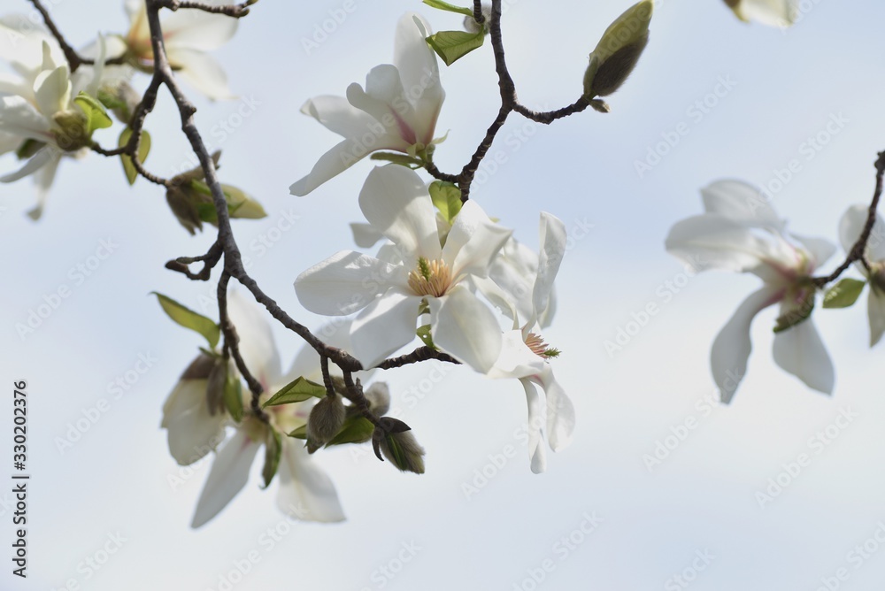 Magnolia kobus blossoms / magnolia kobus blooms white flowers in early spring. The buds are used for crude drugs, and the fruits are used for fruit wine. Magnolia kobus blossoms / magnolia kobus blooms white flowers in early spring. The buds are used for crude drugs, and the fruits are used for fruit wine.