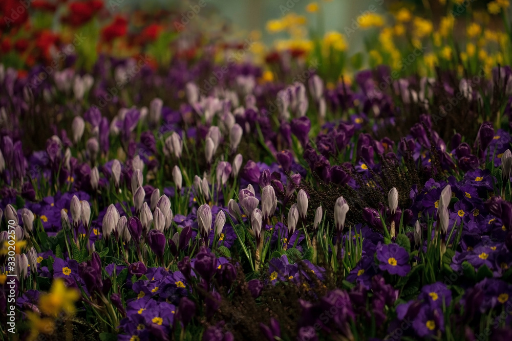 Beautiful background of blooming crocus,bluebells and primula flower bed