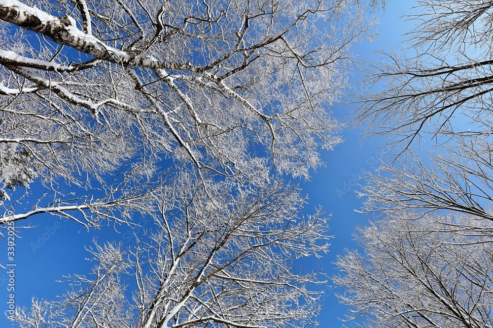 Beautiful winter landscape with snow. Beautiful winter landscape with snow.