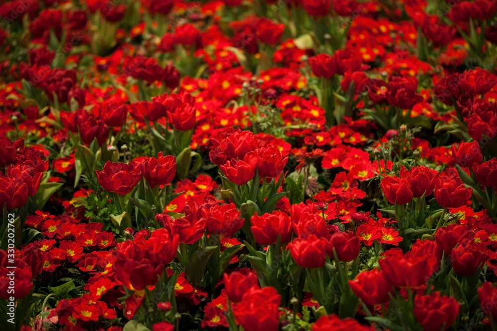 Red tulips and red primula flower bed