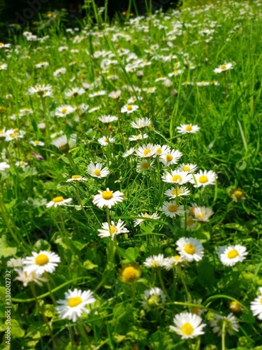 a whole field of bright daisies in summer