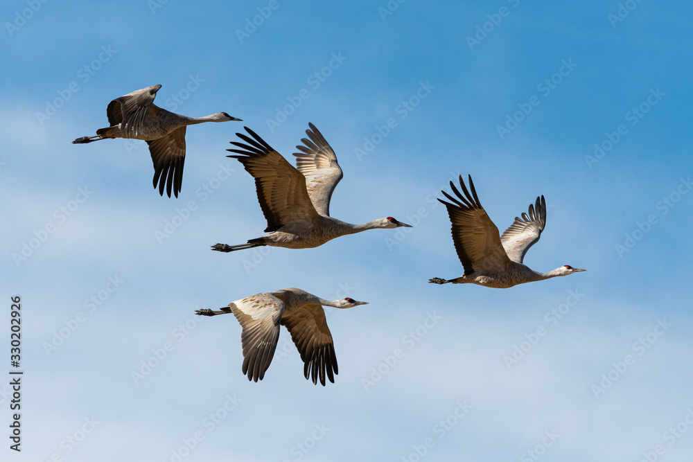 Fototapeta premium Migrating Greater Sandhill Cranes in Monte Vista, Colorado