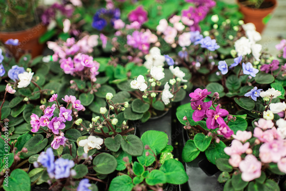 flowers in pots. greenhouse with various kinds of indoor flowers flowers in pots. greenhouse with various kinds of indoor flowers