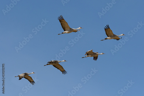 Migrating Greater Sandhill Cranes in Monte Vista  Colorado