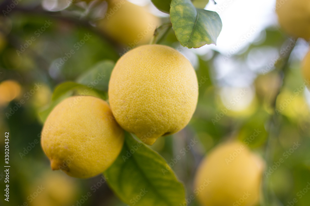 Branch of organic fresh lemons