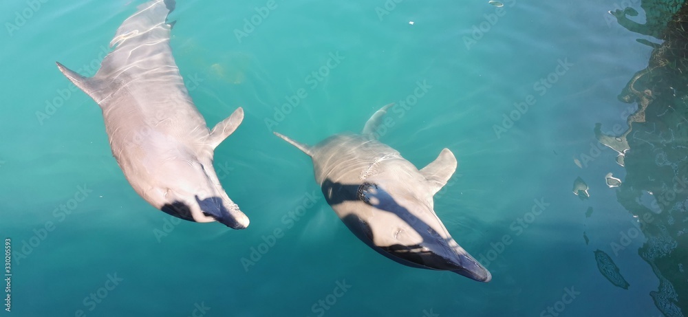 Obraz premium Delphine