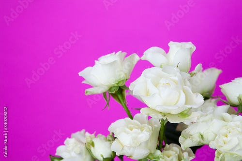 White roses on fucsia background with copy space © Alina