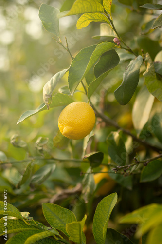 close up of lemons on the branch at sunset in organic garden
