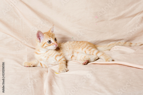 ginger kitten light background indoors © Dragoness