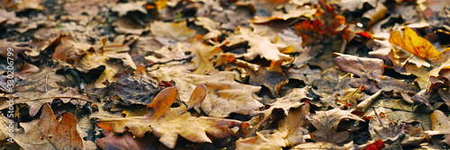 Brown oak leaves closeup. Autumn road in the forest.