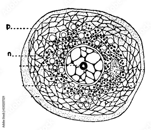 Cell, Diagram of, vintage illustration