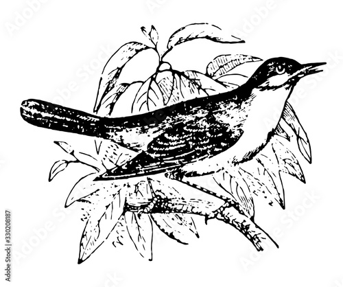Nightingale, vintage illustration.