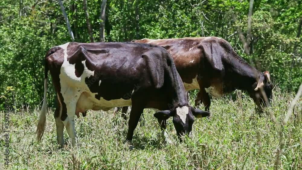 two large domestic milk cows eating fresh grass at summer green field two large domestic milk cows eating fresh grass at summer green field