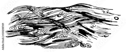 Cartilage, vintage illustration.