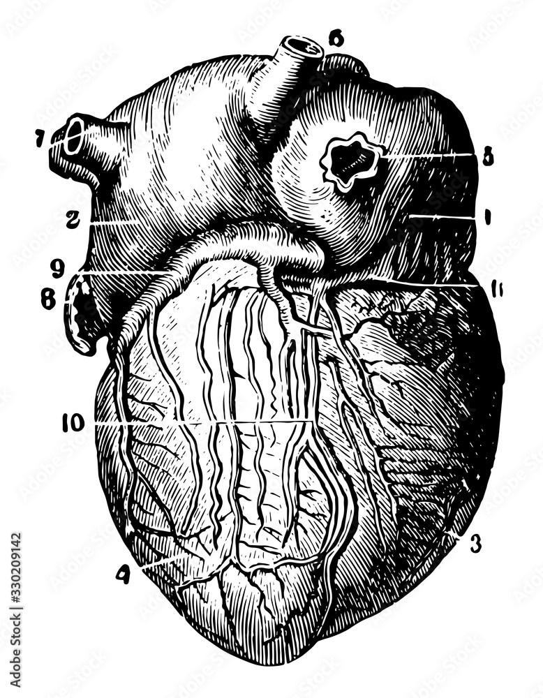Posterior View of the Heart, vintage illustration. Stock Vector | Adobe ...