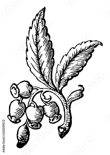 Doodad is a picture of an unopened flower hanging from its stem, vintage engraving.