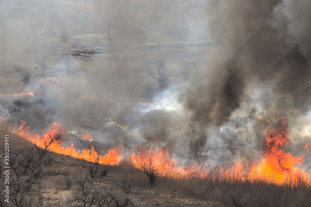 Burning dry grass and trees. A flaming meadow with dry grass in the countryside. Natural fire in nature.