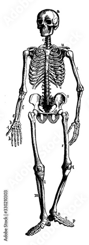 Human Skeleton Showing Bony and Cartilage Tissue, vintage illustration.