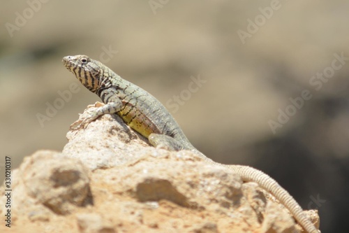 a lizard sits on a rock resting