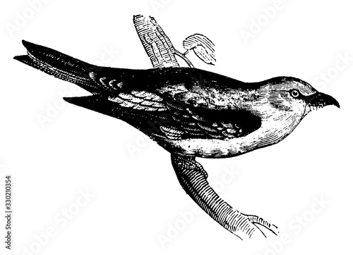 Roller, vintage illustration.