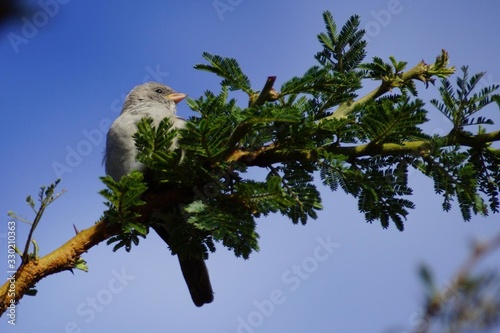 a small bird on a tree branch
